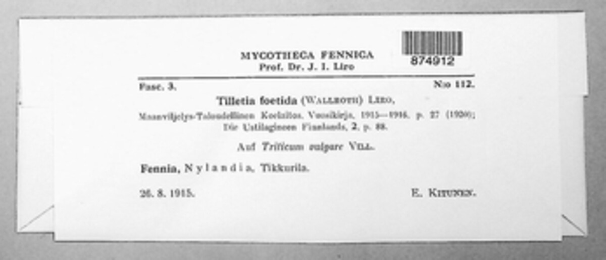 Tilletia laevis image